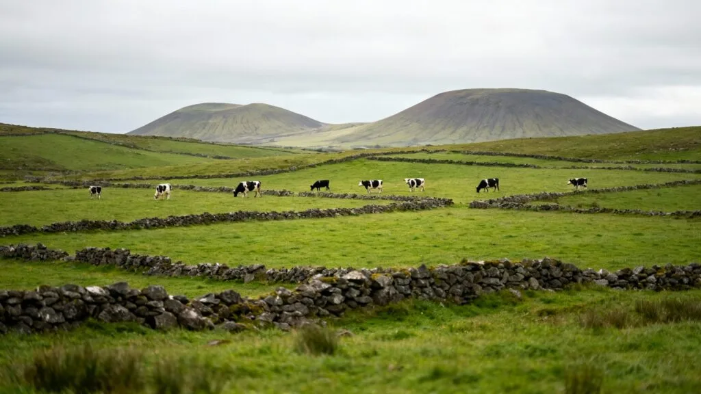 Prairies volcaniques et troupeau laitier, terroir des fromages d'Auvergne