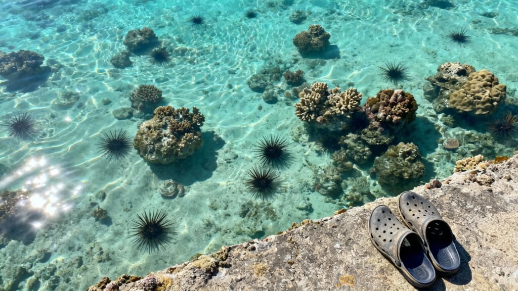Oursins visibles à marée basse avec coraux et chaussures d’eau