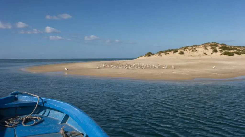 Banc de sable protégé et oiseaux marins à marée basse
