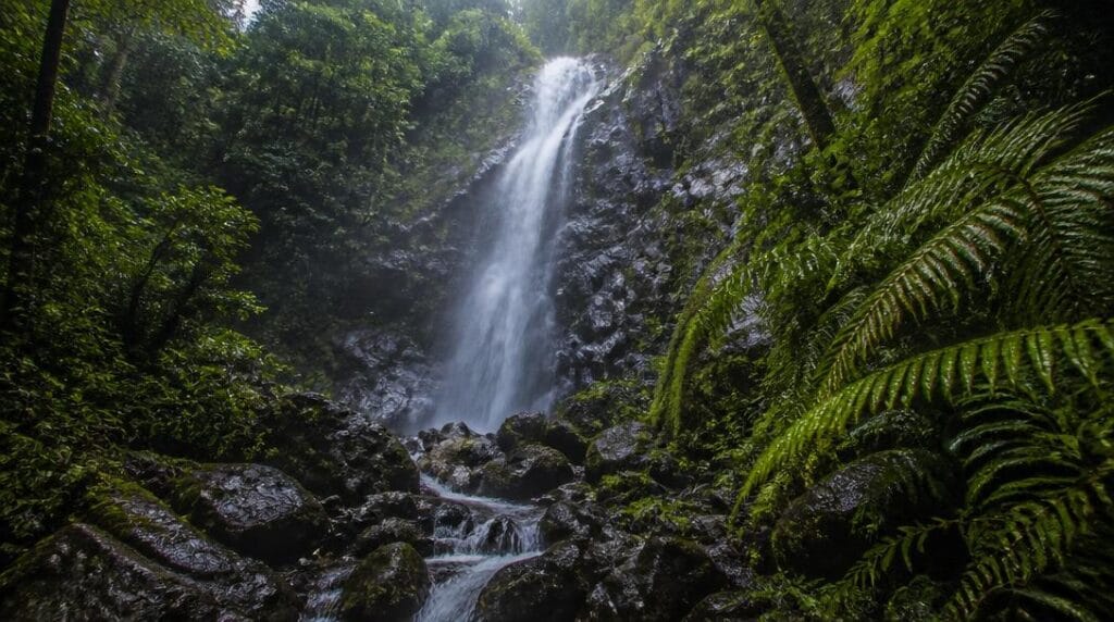 Cascade de randonnée dans une forêt tropicale humide