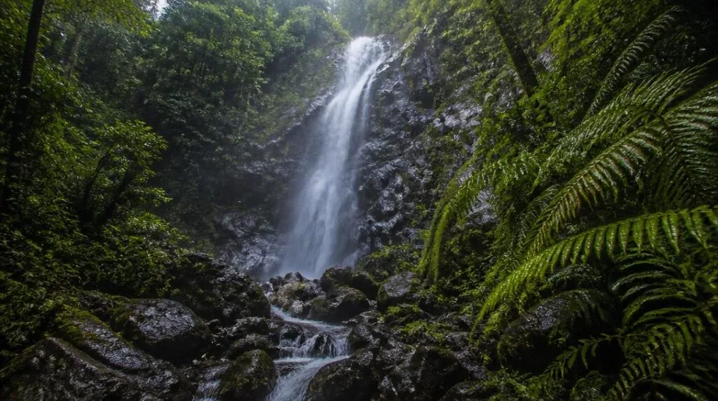 Cascade de randonnée dans une forêt tropicale humide
