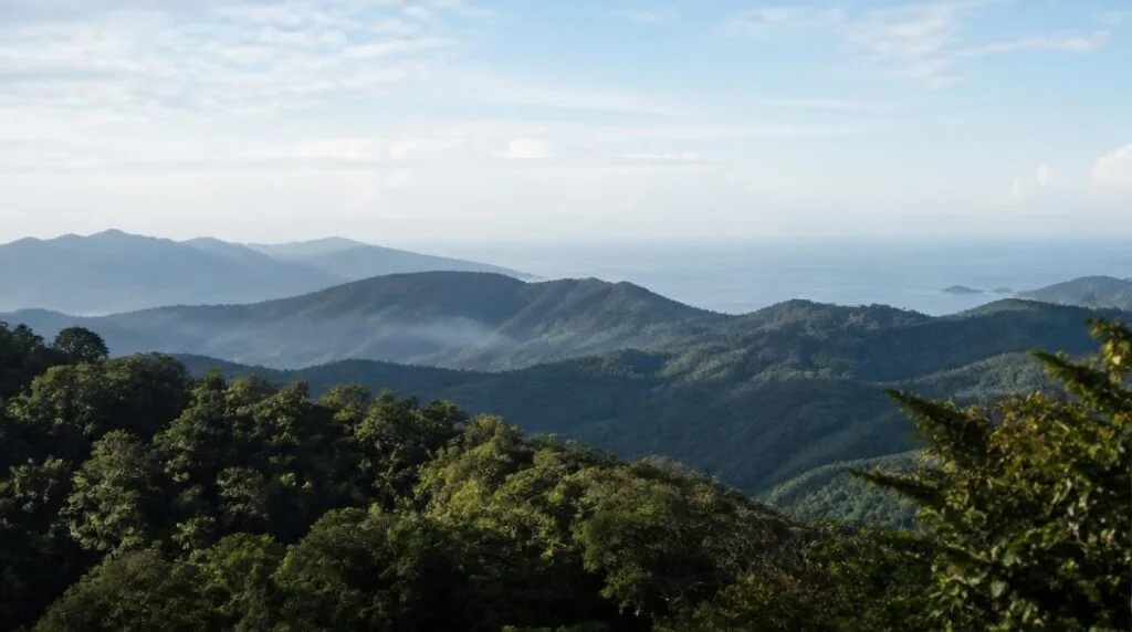 Point de vue après un sentier de randonnée forestier