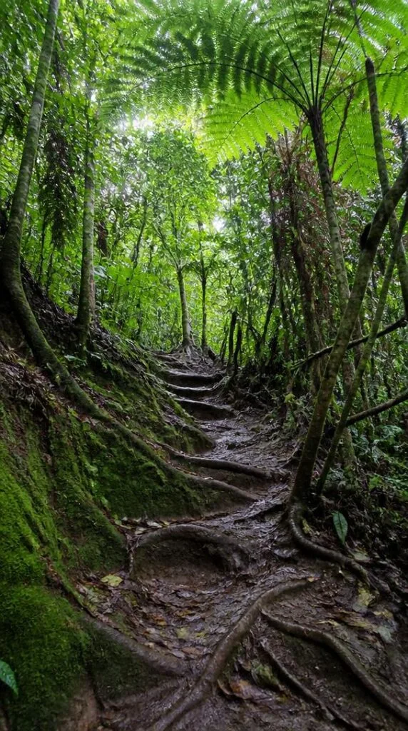 Sentier de randonnée sportive en forêt tropicale